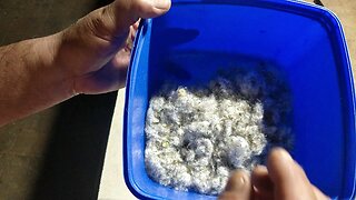 Saving Puha seed Sow-Thistle seed-Sonchus Oleraceus seed