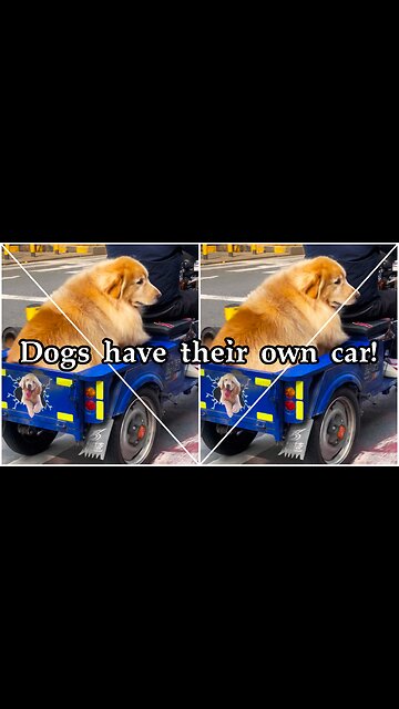 Dogs have their own car!