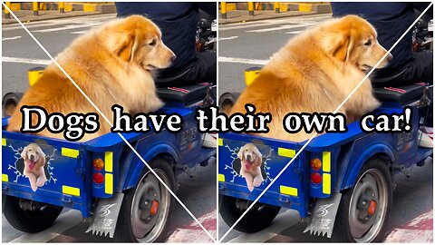 Dogs have their own car!