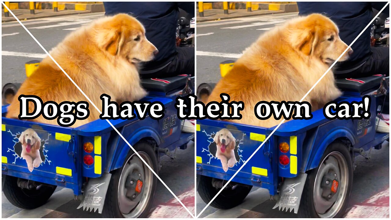 Dogs have their own car!