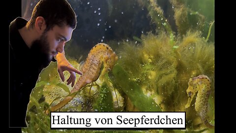 Seepferdchen Haltung Teil 1 | Hippocampus Reidi