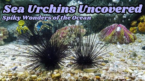 The Secret Life of Sea Urchins: Nature's Spiky Marvels! | #animals #facts #viral