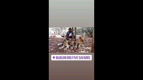 playing with Baby Lions #lion #curbs #mukuni #zambia