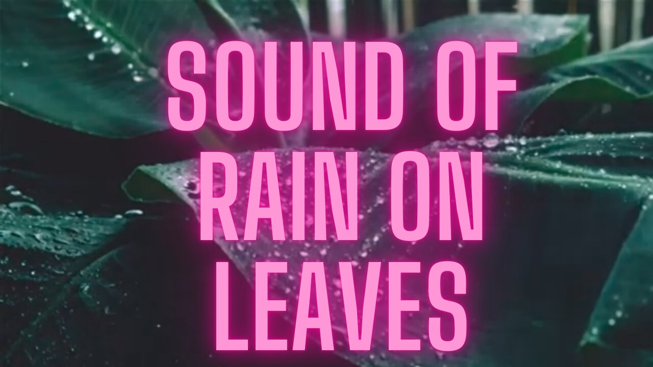 Sound of Rain on Leaves