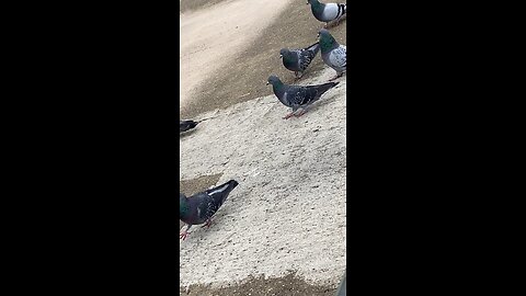 Pigeons #pigeons #followme #pigeon #trending #viral #shorts