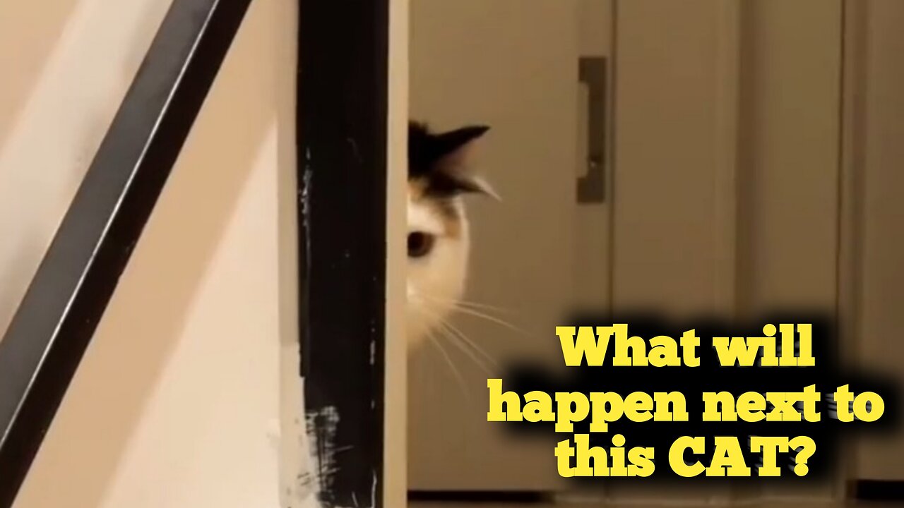 Cute Cats + Strange Actions = The Funniest Video Today!