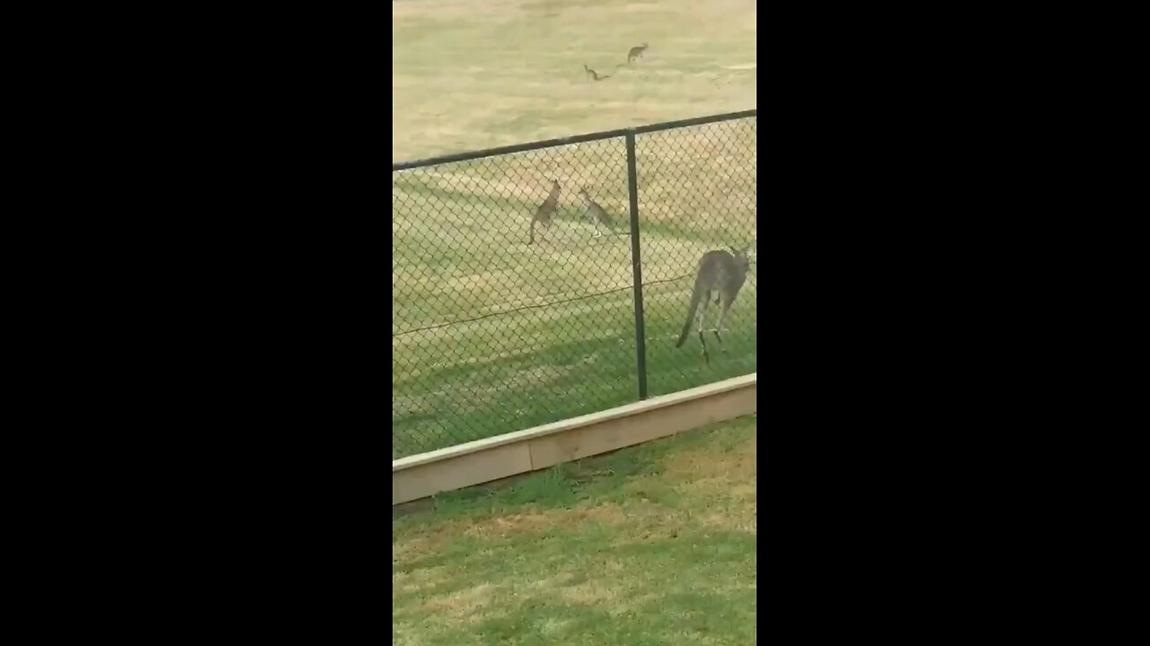 Kangaroo diaries only in Australia 🇦🇺