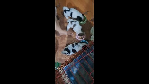 dog vlogs 1