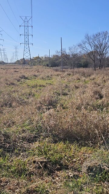 A Buck in the Long Grasses