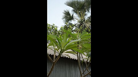 সুন্দর প্রকৃতি #viral #shorts