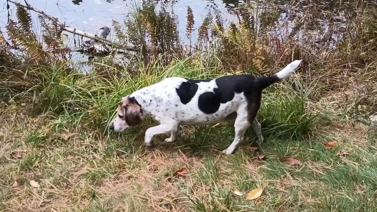 Bandit