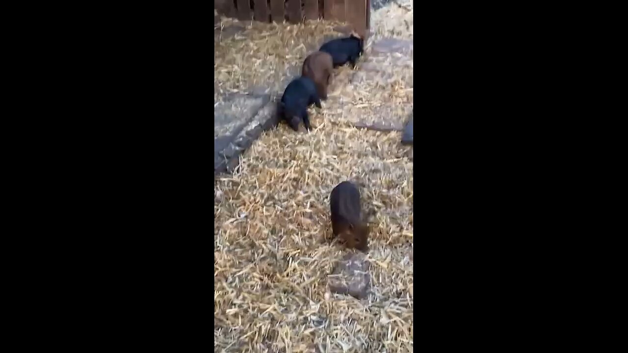In the club we all get the scratchies!!! 😂💥🐷 (Via - Jacklyn W.) #Pigs #Piglets #Farm