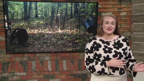 Bear that killed a 60-year-old camper in Arkansas still on the loose