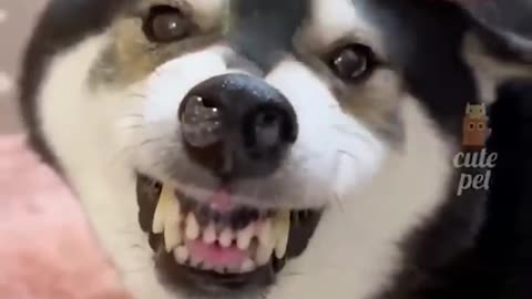 Funny cute animals video