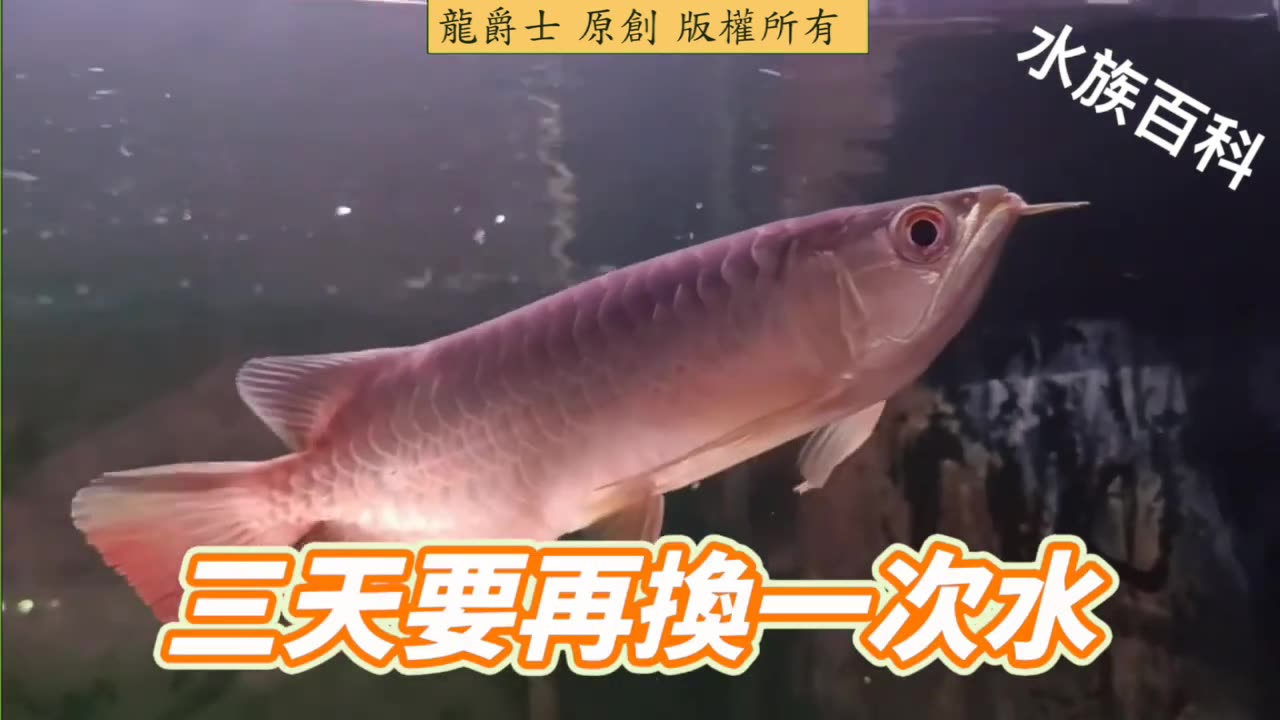 【龍爵士】水族百科 倒缸