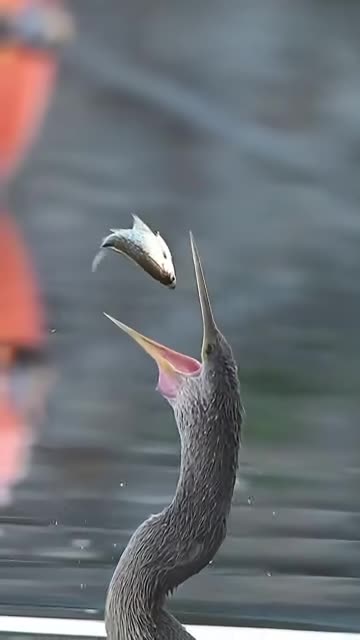 Pro Bird Fish Flipping