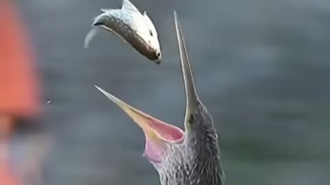 Pro Bird Fish Flipping