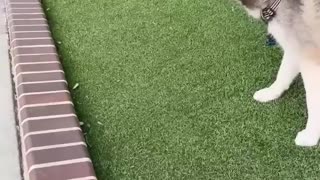 😂🐶 Marble Meets Cat! | FunFM