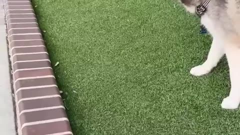 😂🐶 Marble Meets Cat! | FunFM