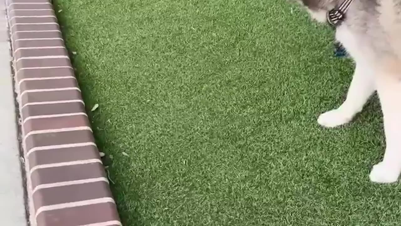 😂🐶 Marble Meets Cat! | FunFM