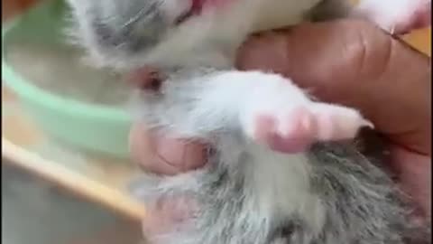 Dad beating kitten #shortsviral #cat #shortsfeed #shortsvideo #shorts