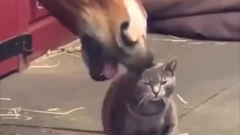 Horse petting the cat.. 😅