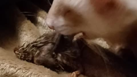 *TRIGGER WARNING*. Romeo eats whole prey this is him eating a whole prey item!