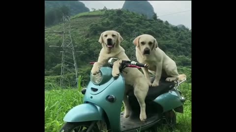 Dog's Puppies running Bike comedy Videos 🤣 on camera