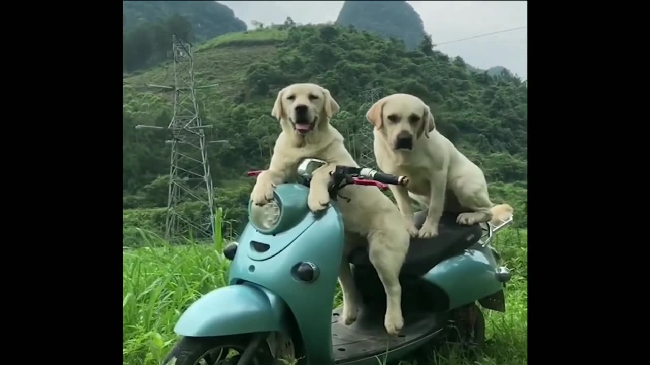 Dog's Puppies running Bike comedy Videos 🤣 on camera