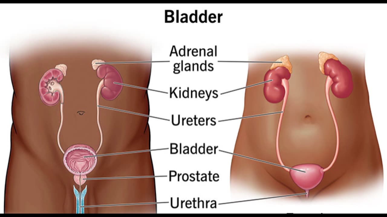 Bladder Balance Begins on Your Plate