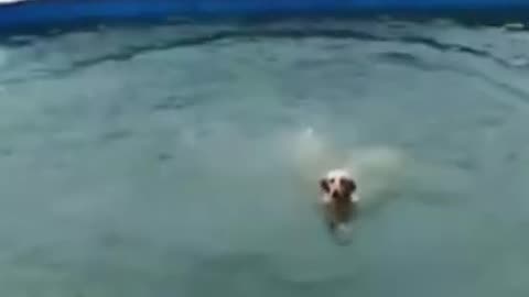 Funny Dog Slide Play