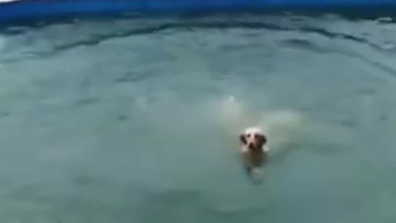 Funny Dog Slide Play