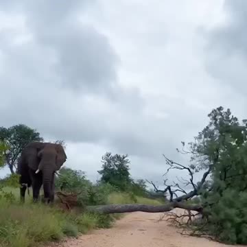 All that destruction just to scratch an itch 🤣