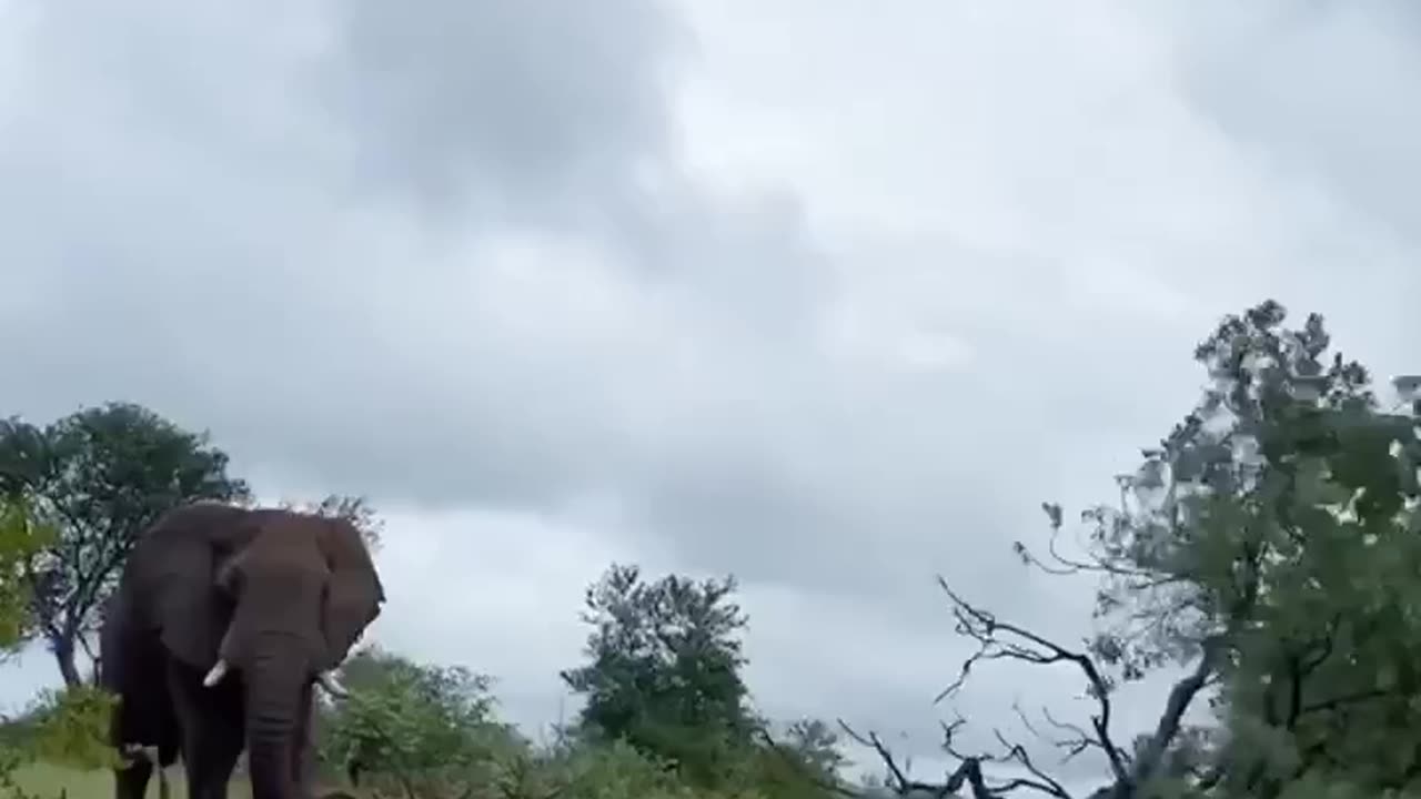 All that destruction just to scratch an itch 🤣