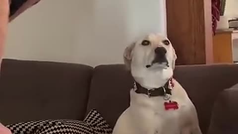 Grandpa Wins Argument With Dog Over Couch Seat😂