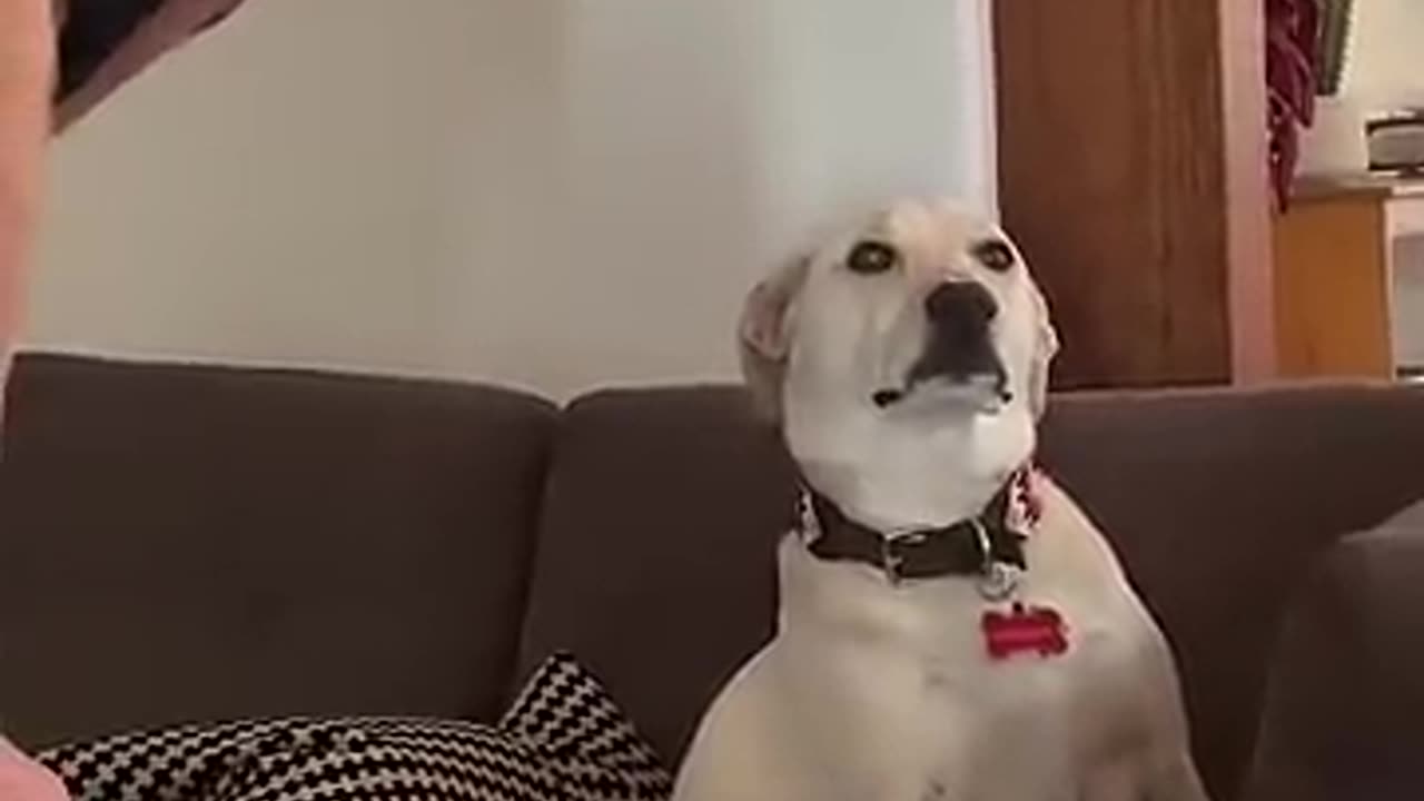 Grandpa Wins Argument With Dog Over Couch Seat😂