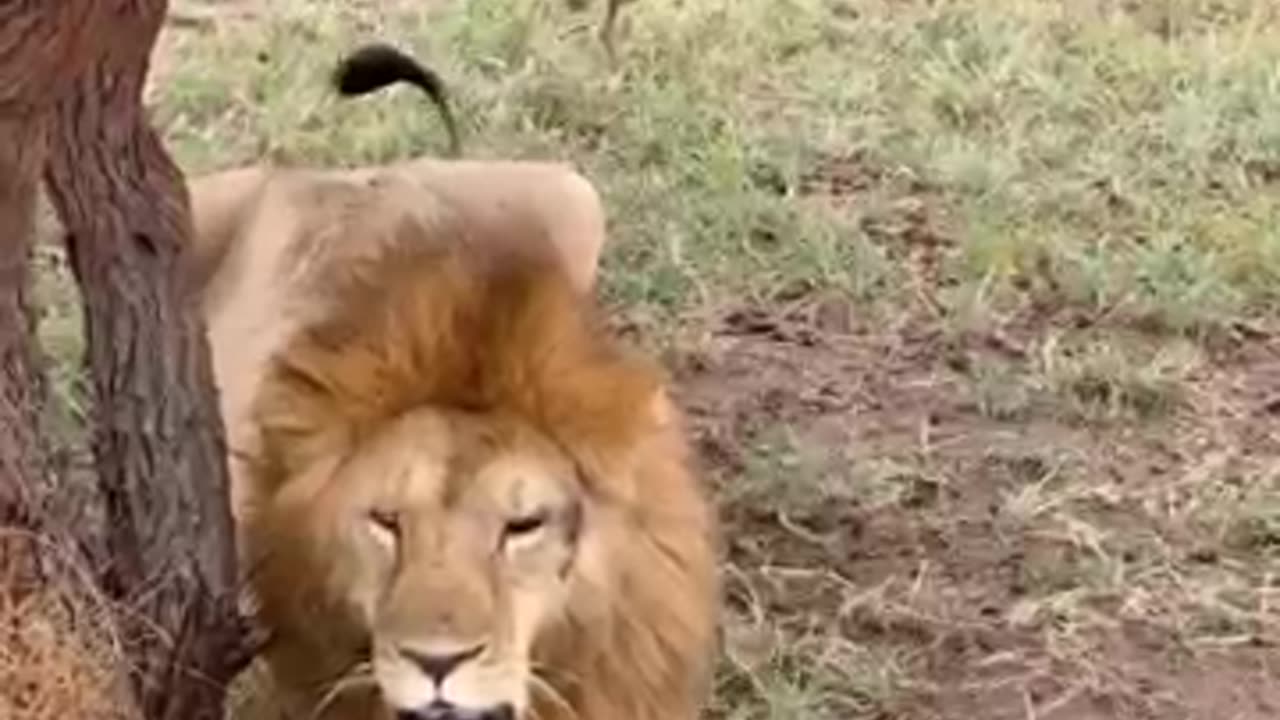 animals