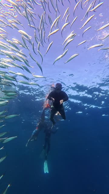 Moalboal Sardine Run in Cebu, Philippines