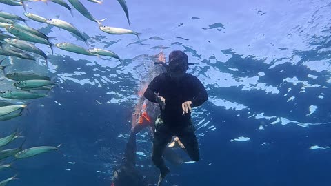 Moalboal Sardine Run in Cebu, Philippines