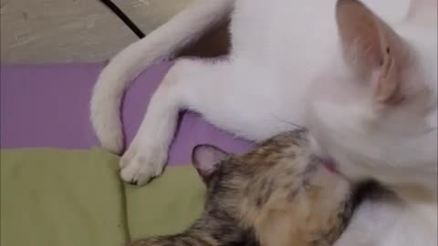 Sweet Mama Cat Cleans a Kitten That Isn't Hers ❤️