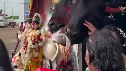 👀🐄 Is This Two-Headed Cow Sacred or Sinister? | TheHauntingHour