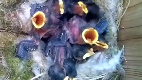Tiny bird’s captivating reproduction cycle