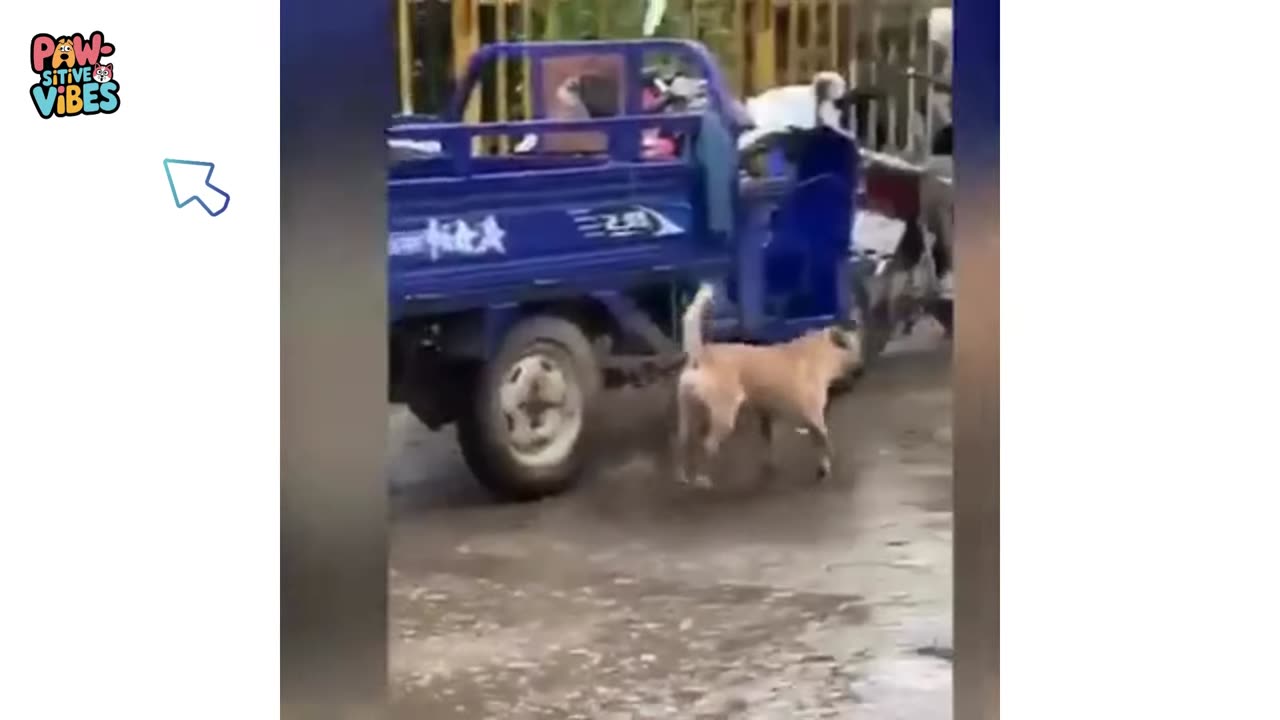 Hilarious Cat & Dog Reactions Funniest Animal Videos! π±πΆπ