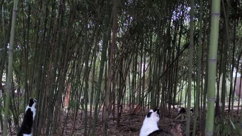 Hunting birds in the bamboo ))Silly cats think they can climb the bamboo )).hd