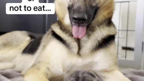 Is food?