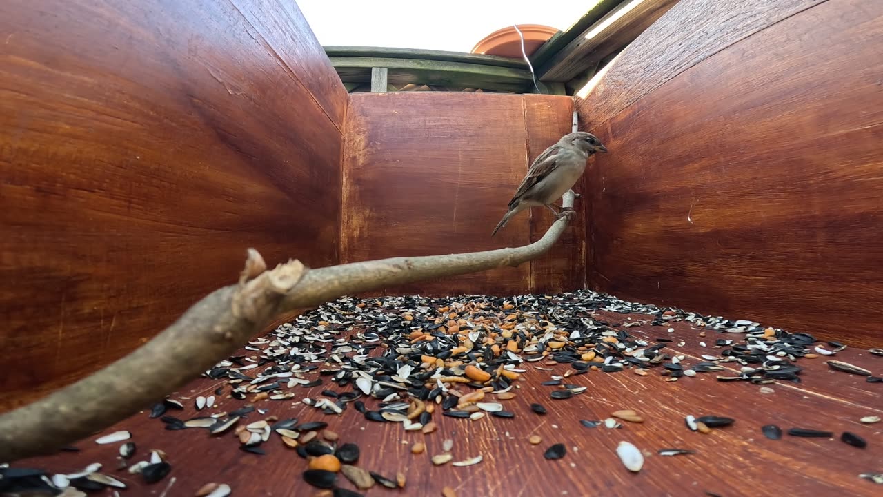 Sparrow stops by a quiet box.