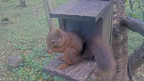Is this a game of hide and seek between two squirrels 🥜🐿🐿🤣😂😄