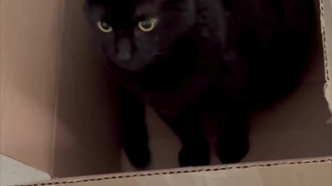 Cute Precious Piper Checks Out the Size of a Box - My Adopted Shelter Cat Vlog #shorts