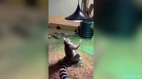 This Laugh Challenge Ends Everyone’s Winning Streak 😂