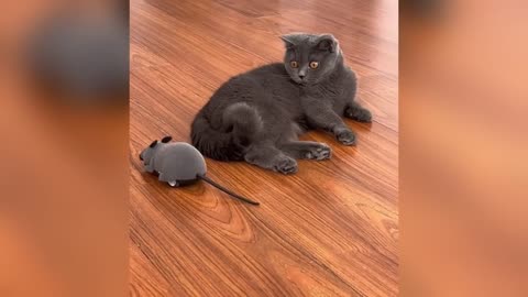 New Funniest Cats and Dogs Clips 2025t 6 Try Not То Laugh